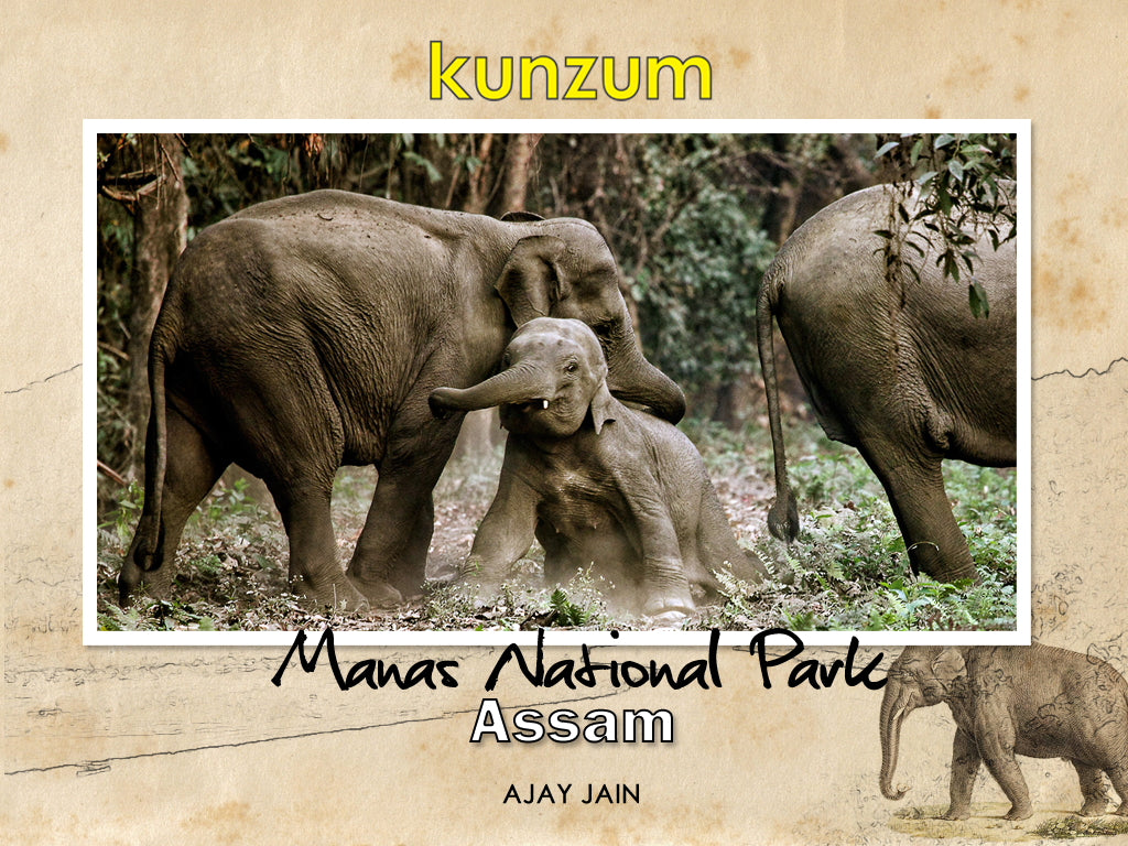 Manas National Park - Assam, India (eBook)