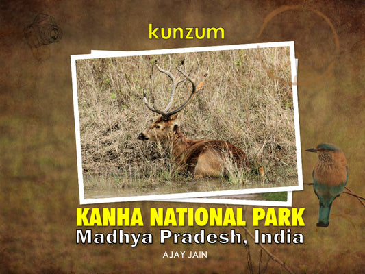 Kanha National Park - Madhya Pradesh (eBook)