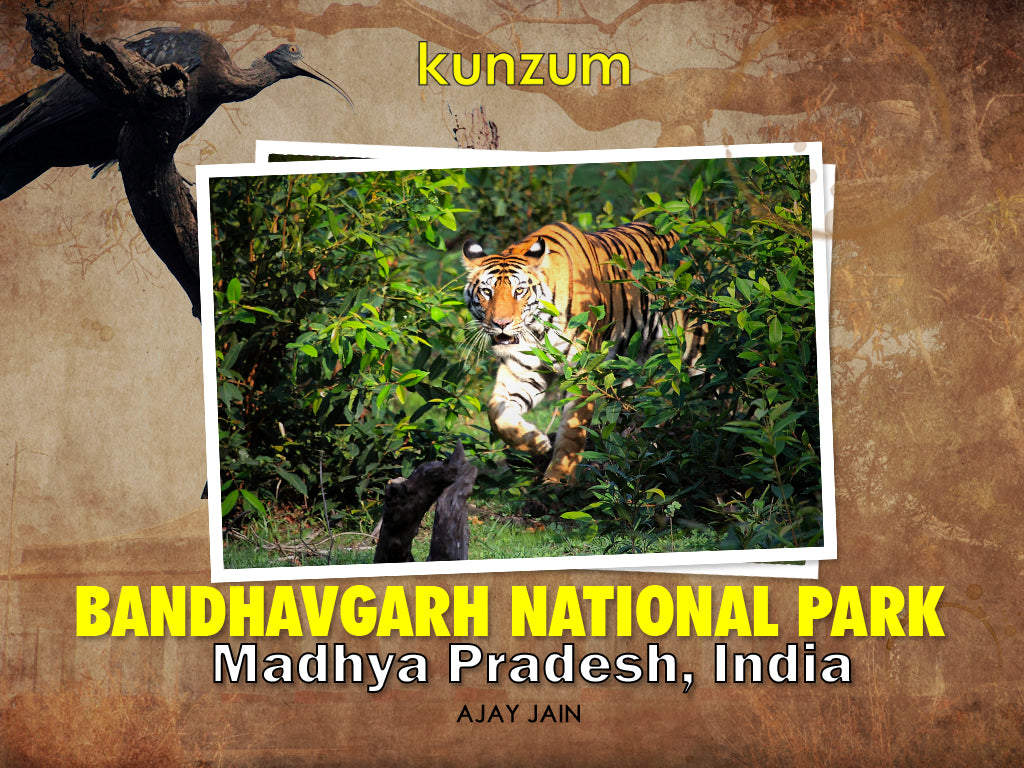 Bandhavgarh National Park - Madhya Pradesh (eBook)