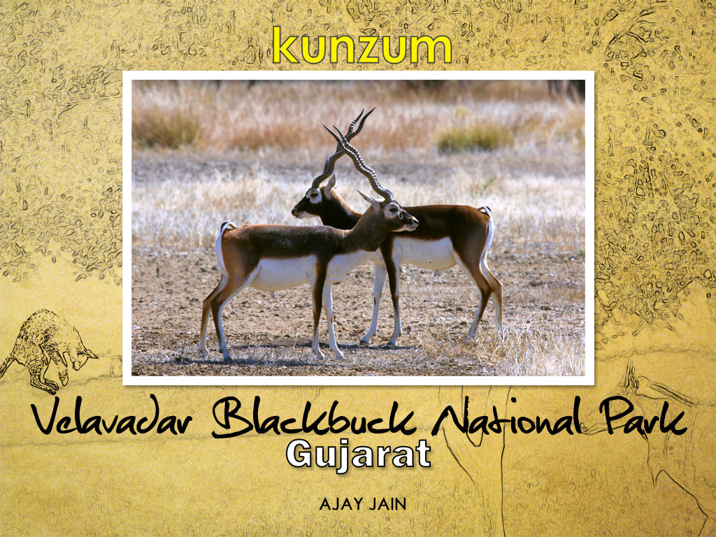 Velavadar Blackbuck National Park – Gujarat (eBook)